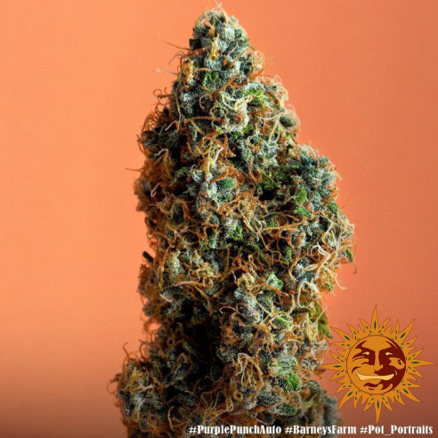 Purple Punch Auto - Barney's Farm Barney's Farm - 2