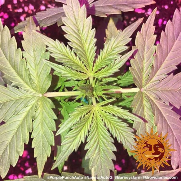 Purple Punch Auto - Barney's Farm Barney's Farm - 3 Purple Punch Auto - Barney's Farm Barney's Farm - 3