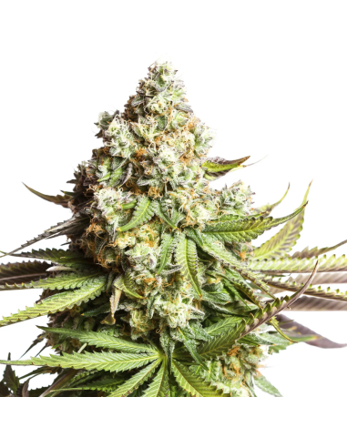 Just Seeds - Gorilla Glue [AUTO]