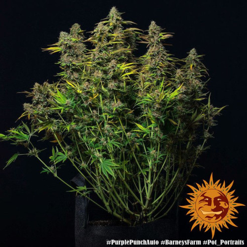 Purple Punch Auto - Barney's Farm Barney's Farm - 4