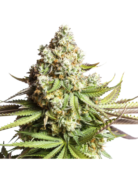 Just Seeds - Gorilla Glue [AUTO]