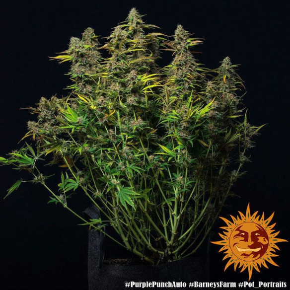 Purple Punch Auto - Barney's Farm Barney's Farm - 4 Purple Punch Auto - Barney's Farm Barney's Farm - 4
