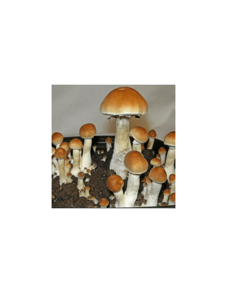 Psilocybe Cubensis - Golden Mammoth - Mycotek Liquid Culture Syringe  - 2 Psilocybe Cubensis - Golden Mammoth - Mycotek Liquid Culture Syringe  - 2