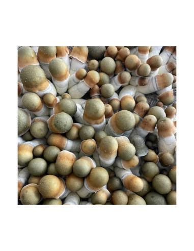 Psilocybe Cubensis - Uncut Penis Envy - Mycotek Liquid Culture Syringe  - 2