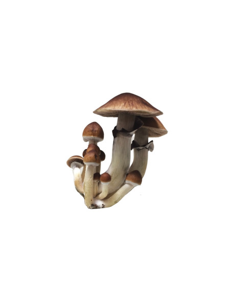 Psilocybe Cubensis - Trinity - Mycotek Liquid Culture Syringe  - 2 Psilocybe Cubensis - Trinity - Mycotek Liquid Culture Syringe  - 2