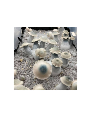 Psilocybe Cubensis - Ghost - Mycotek Liquid Culture Syringe  - 2