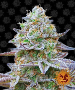 Gorilla zkittlez - Barney's Farm Barney's Farm - 1