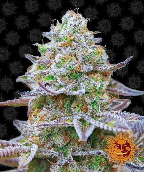 Gorilla zkittlez - Barney's Farm Barney's Farm - 1 Gorilla zkittlez - Barney's Farm Barney's Farm - 1