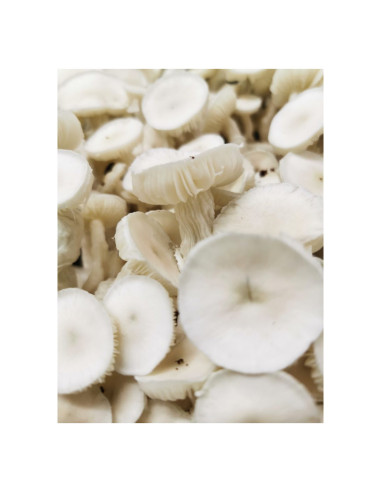 Psilocybe Cubensis - Avery Albinos - Mycotek Liquid Culture Syringe  - 2
