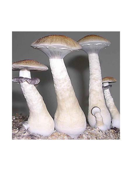 Psilocybe Cubensis - Transkey - Mycotek Liquid Culture Syringe  - 2