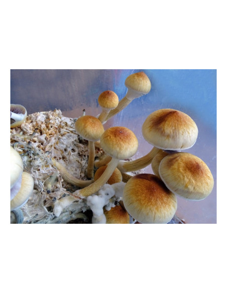 Psilocybe - Natalensis X Psilocybe Cubensis - Goldmember - Mycotek Liquid Culture Syringe  - 2