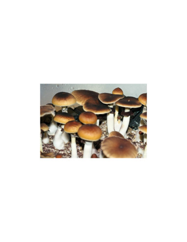 Psilocybe Cubensis - Argentina - Mycotek Liquid Culture Syringe  - 2
