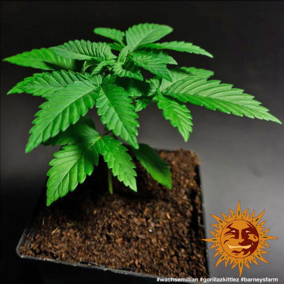 Gorilla zkittlez - Barney's Farm Barney's Farm - 2 Gorilla zkittlez - Barney's Farm Barney's Farm - 2