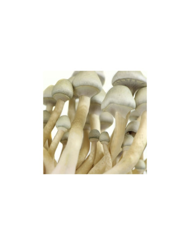 Psilocybe Cubensis - Albinos A+ Big - Mycotek Liquid Culture Syringe  - 2
