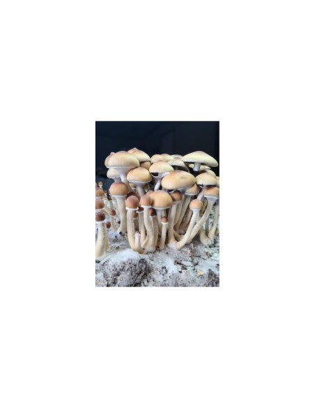 Psilocybe Cubensis - Puerto Rico - Mycotek Liquid Culture Syringe  - 2 Psilocybe Cubensis - Puerto Rico - Mycotek Liquid Culture Syringe  - 2