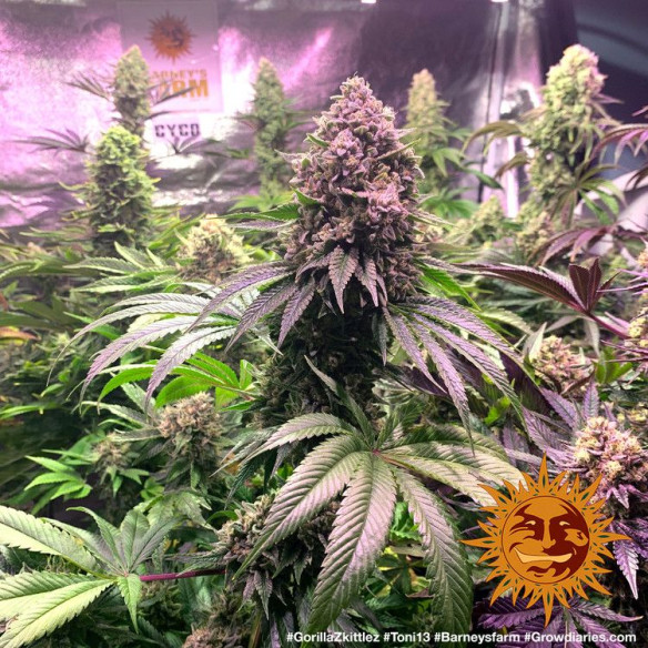 Gorilla zkittlez - Barney's Farm Barney's Farm - 3 Gorilla zkittlez - Barney's Farm Barney's Farm - 3