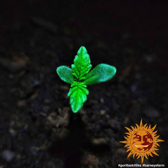 Gorilla zkittlez - Barney's Farm Barney's Farm - 4 Gorilla zkittlez - Barney's Farm Barney's Farm - 4