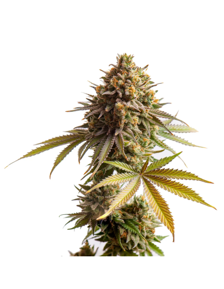 Just Seeds - CBD Nepal Gold [CBD 1:1]