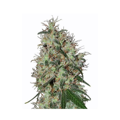 Just Seeds - 60 day grapefruit [FEM]  - 1