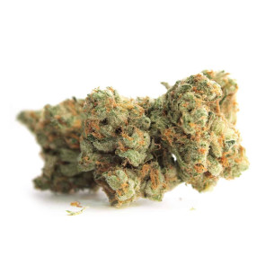 Just Seeds - GELATO SAMBA [FEM] JustSeeds - 1