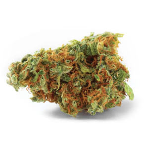 Just Seeds - Jack Herer [FEM] JustSeeds - 1