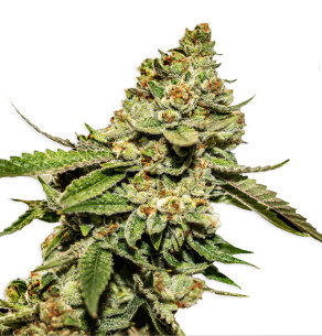 Just Seeds - Bruce Banner [FEM] JustSeeds - 1