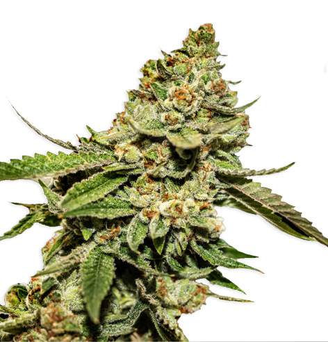 Just Seeds - Bruce Banner [FEM]  - 1