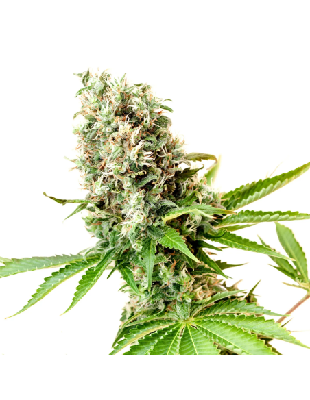 Just Seeds - CBD GWS [CBD 1:1]