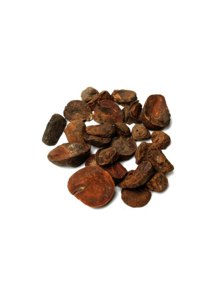 Kola nut (Cola nitida) whole  - 3 Kola nut (Cola nitida) whole  - 3