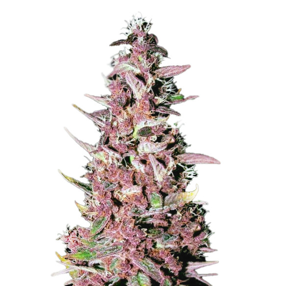 Just Seeds - Purple Kush [FEM] JustSeeds - 2