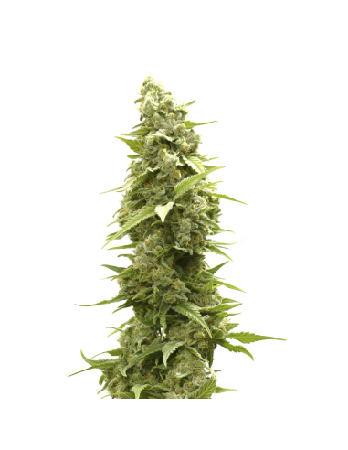 Just Seeds - Jack Herer [AUTO]