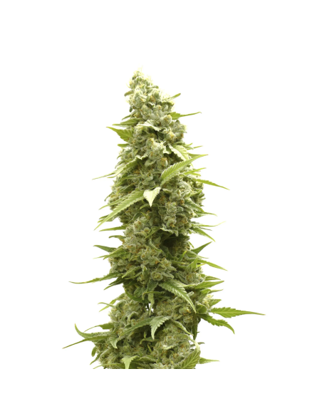 Just Seeds - Jack Herer [AUTO]