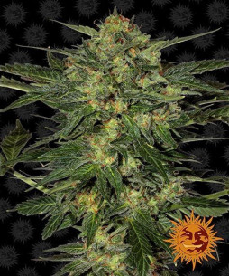 Lsd - Barney's Farm Barney's Farm - 1
