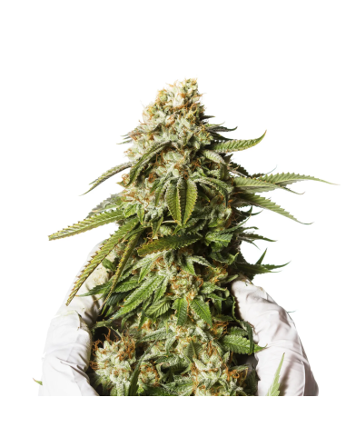 Just Seeds - Bubblegum XXL [AUTO]