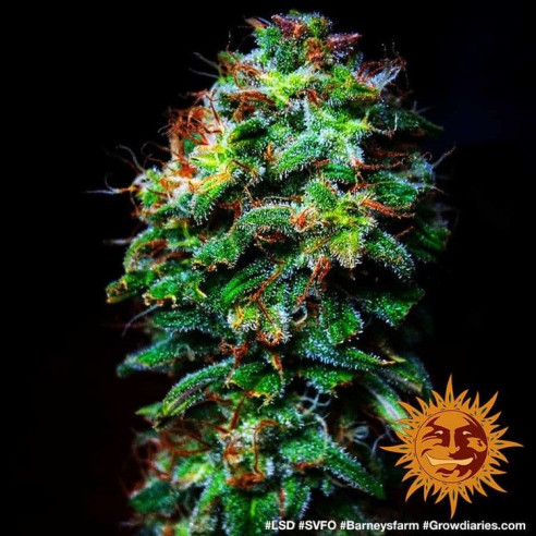Lsd - Barney's Farm Barney's Farm - 4