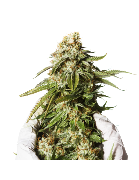 Just Seeds - Bubblegum XXL [AUTO]