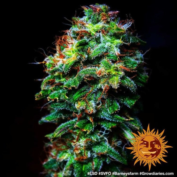 Lsd - Barney's Farm Barney's Farm - 4 Lsd - Barney's Farm Barney's Farm - 4