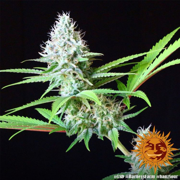 Lsd - Barney's Farm Barney's Farm - 3 Lsd - Barney's Farm Barney's Farm - 3