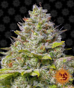 Blue gelato 41 - Barney's Farm Barney's Farm - 1
