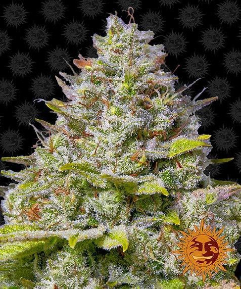 Blue gelato 41 - Barney's Farm Barney's Farm - 1 Blue gelato 41 - Barney's Farm Barney's Farm - 1