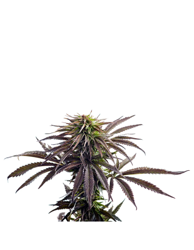 Just Seeds - Purple Kush [AUTO]