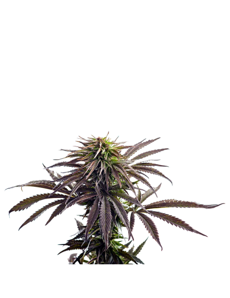Just Seeds - Purple Kush [AUTO]