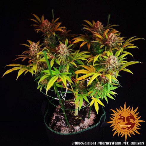 Blue gelato 41 - Barney's Farm Barney's Farm - 4