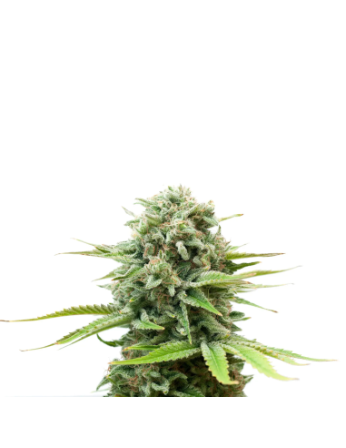 Just Seeds - Amnesia Haze [FEM]