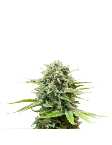 Just Seeds - Amnesia Haze [FEM]