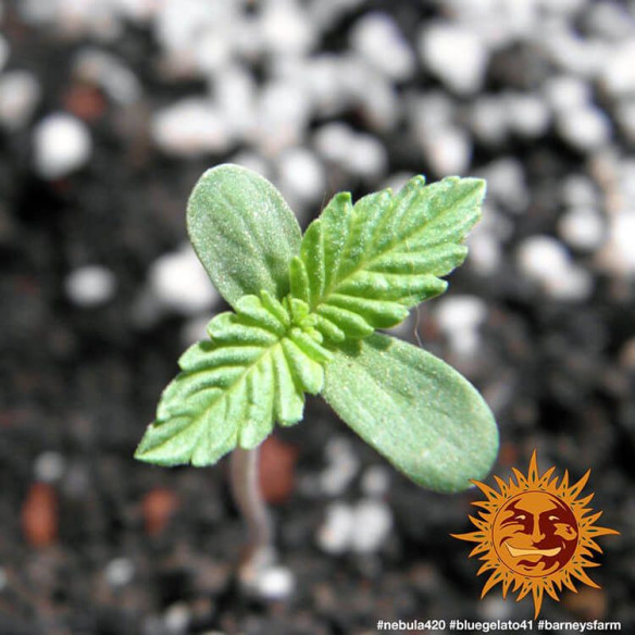 Blue gelato 41 - Barney's Farm Barney's Farm - 2 Blue gelato 41 - Barney's Farm Barney's Farm - 2