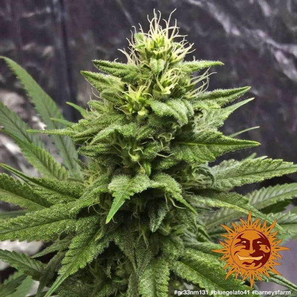 Blue gelato 41 - Barney's Farm Barney's Farm - 3 Blue gelato 41 - Barney's Farm Barney's Farm - 3