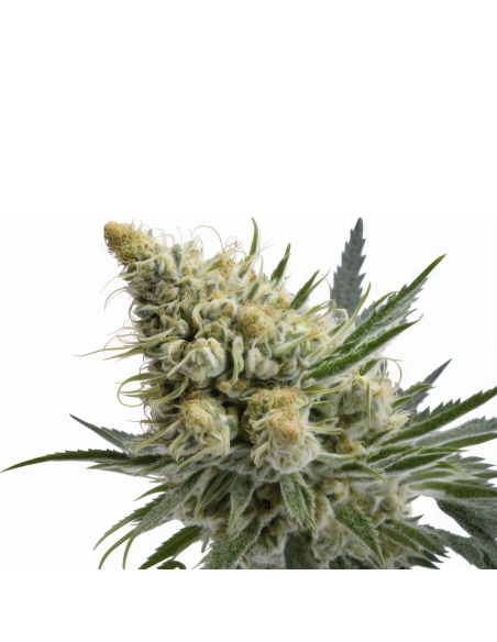 Just Seeds - Blueberry [FEM]