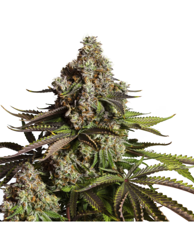 Just Seeds - Chocolope [AUTO]