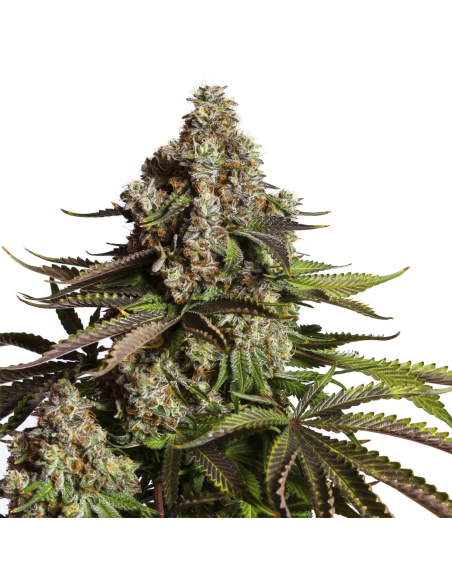 Just Seeds - Chocolope [AUTO]